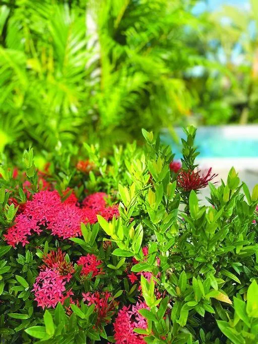 Bel Appartement Dans Ecrin De Verdure Le Lamentin Martinique