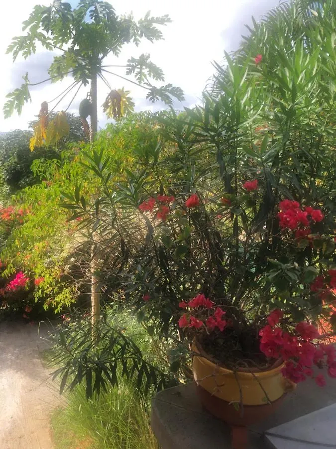 Apartment Bel Appartement Dans Ecrin De Verdure Le Lamentin Martinique